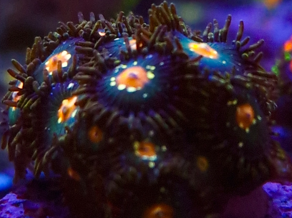 Daisy Cutter Zoa Frag