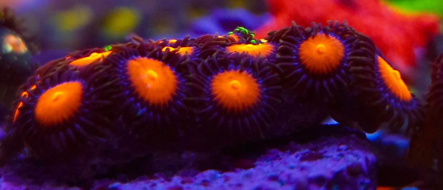 Zoanthus Frostbite