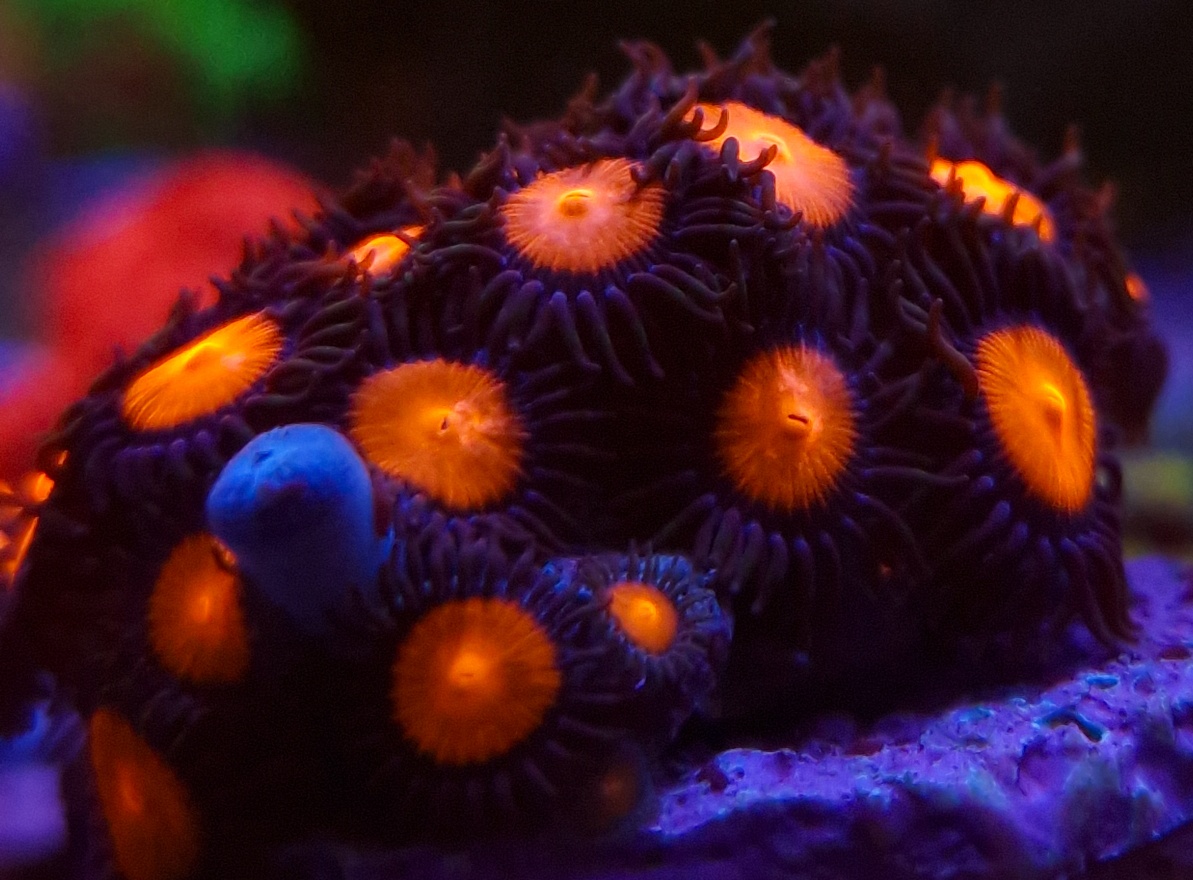 Zoanthus Frostbite