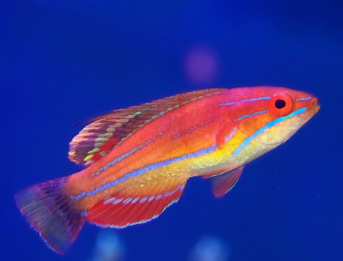 Paracheilinus Mccoskeri femea