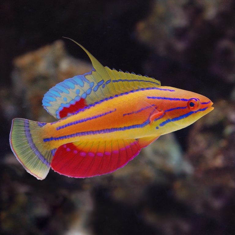 Paracheilinus Mccoskeri Macho