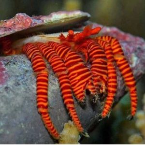Ciliopagurus striatus