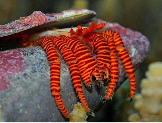 Ciliopagurus striatus