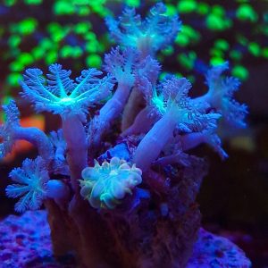 Clavularia Green Clove Polyps