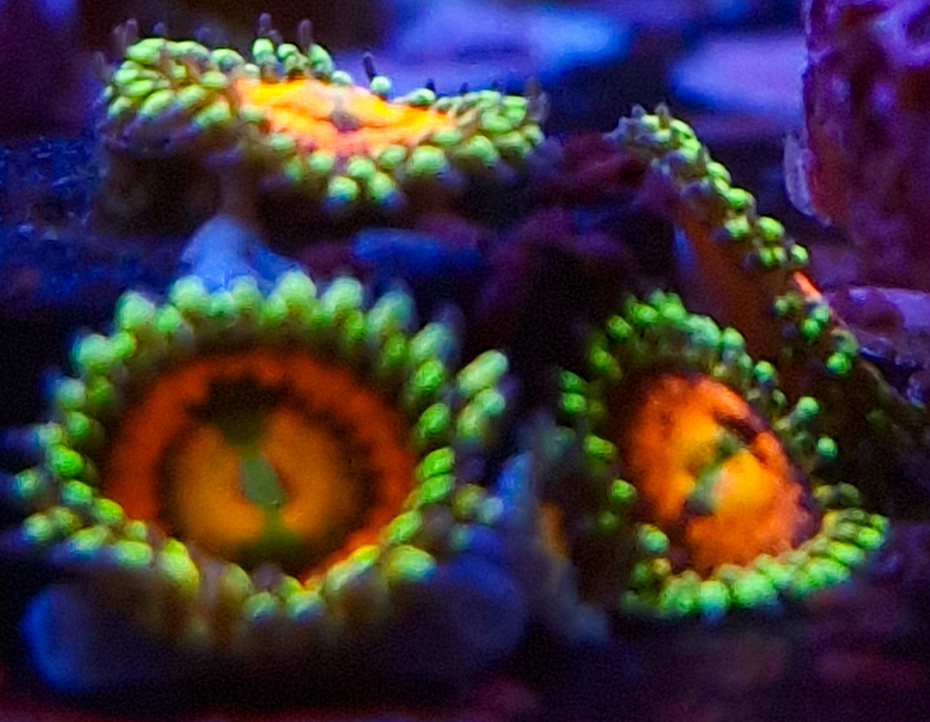 Rainbow Incinerator