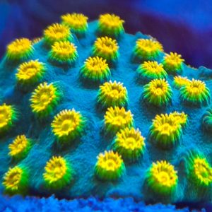 Bizarro Cyphastrea