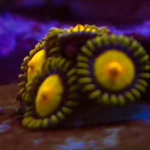 Zoanthus Tutti frutti