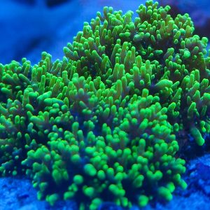 Rhodactis indosinensis (Neon Green Hairy Mushroom)