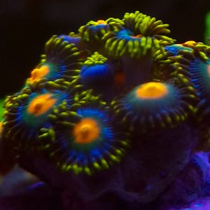 ZOI Zoanthus