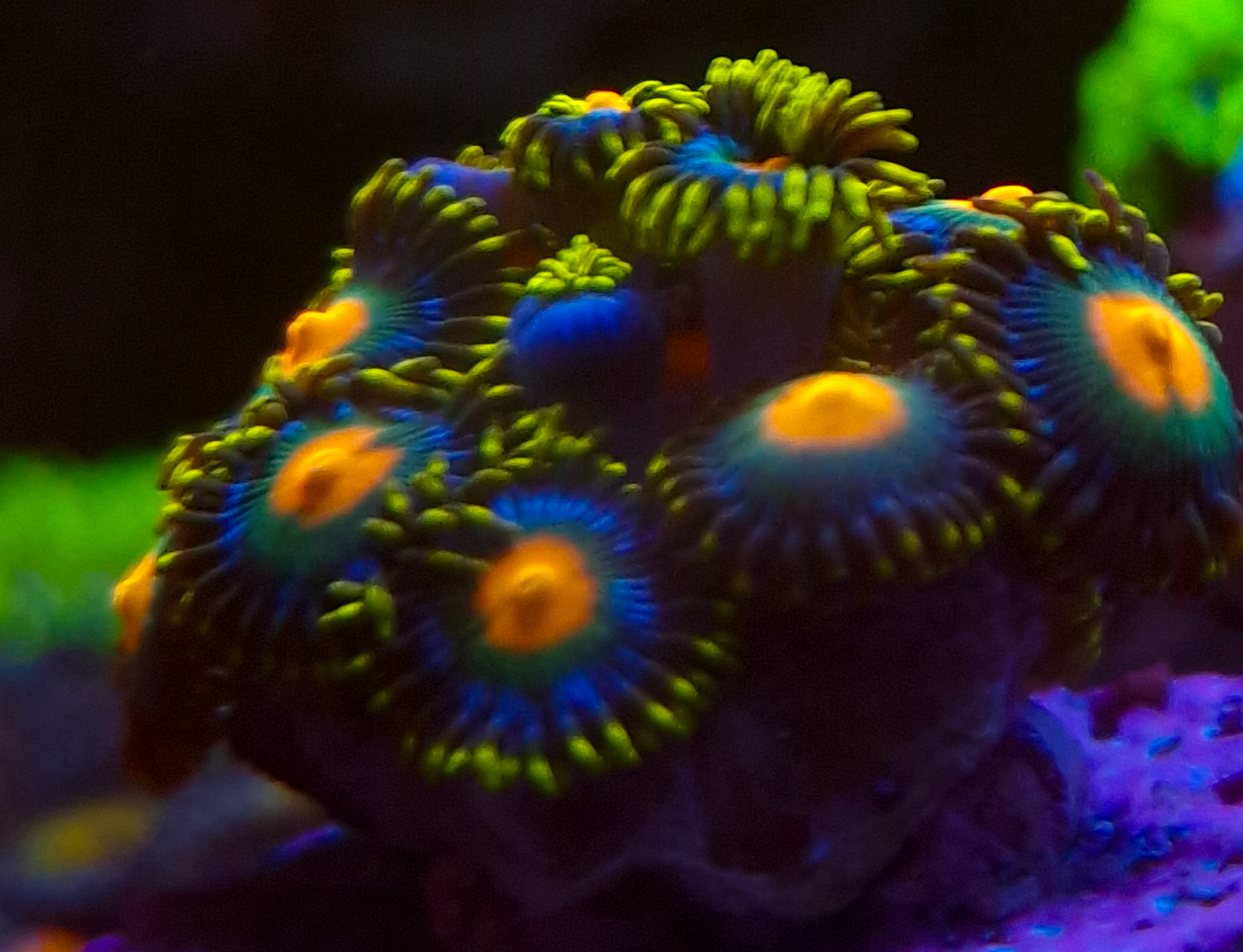 ZOI Zoanthus