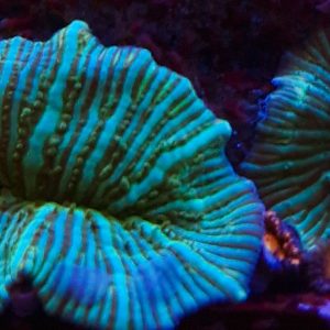 Watermelon Discosoma Mushroom