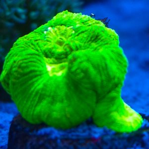 Toxic Green yellow Goniostrea